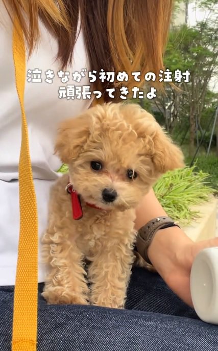 トイプードルのこむぎくん