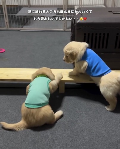 座り込む子犬と見守る子犬