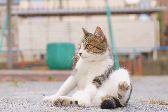 おじさん座りの猫