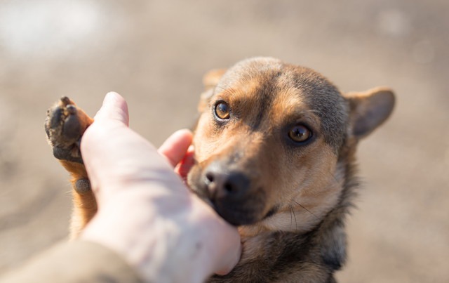 飼い主さんに撫でられている犬