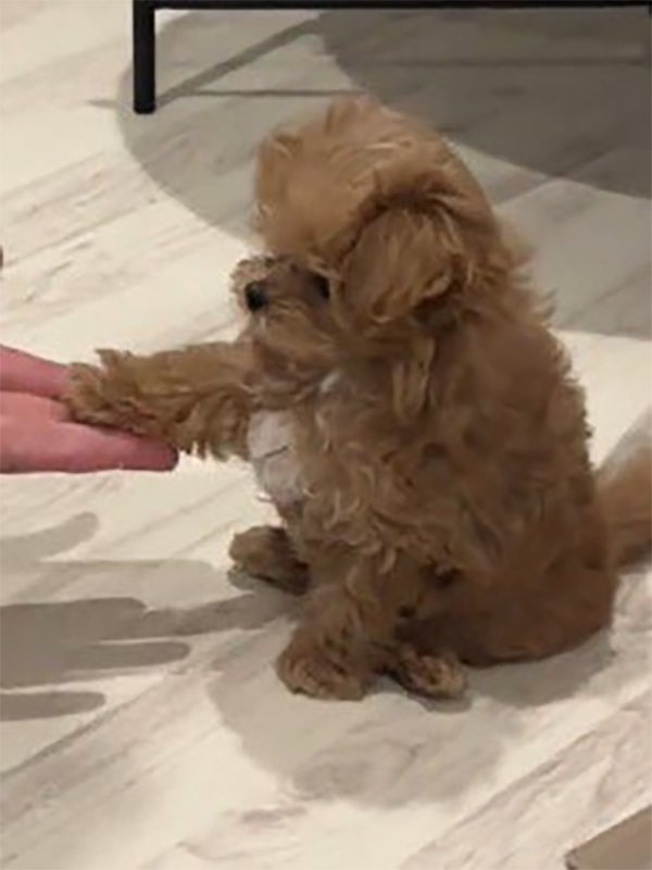 飼い主の手に自分の前足を置く子犬