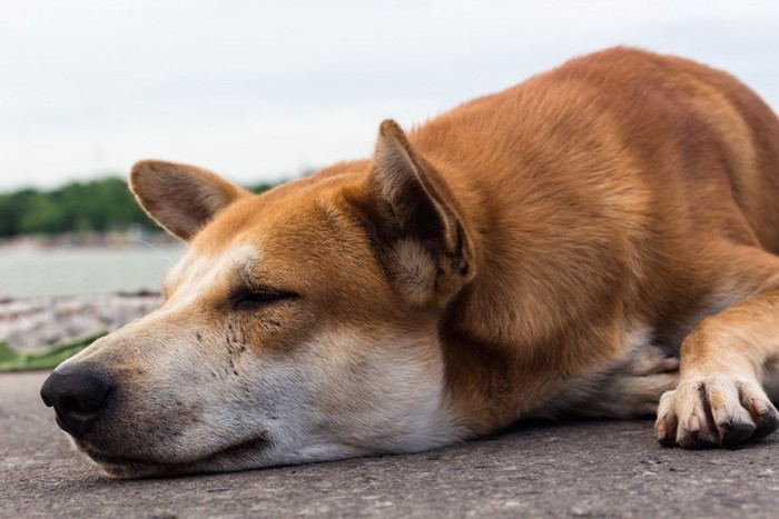 元気のない様子の犬