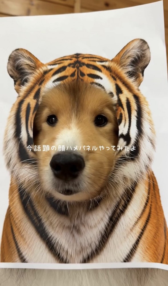 トラの顔から覗く犬