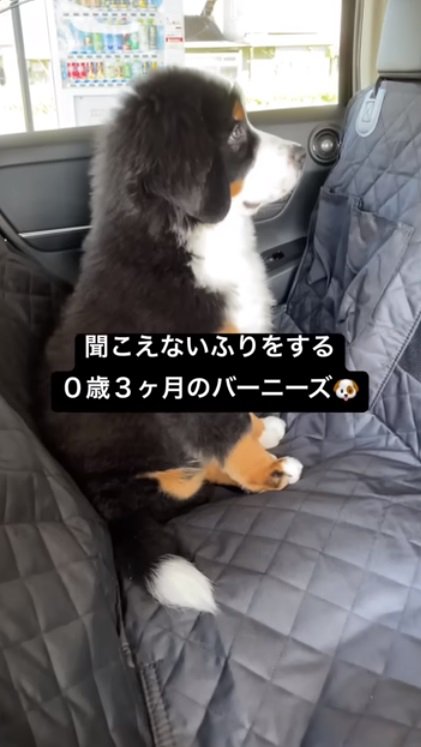 真っすぐ正面を向くどんちゃん