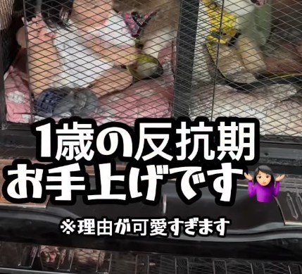絶賛反抗期中