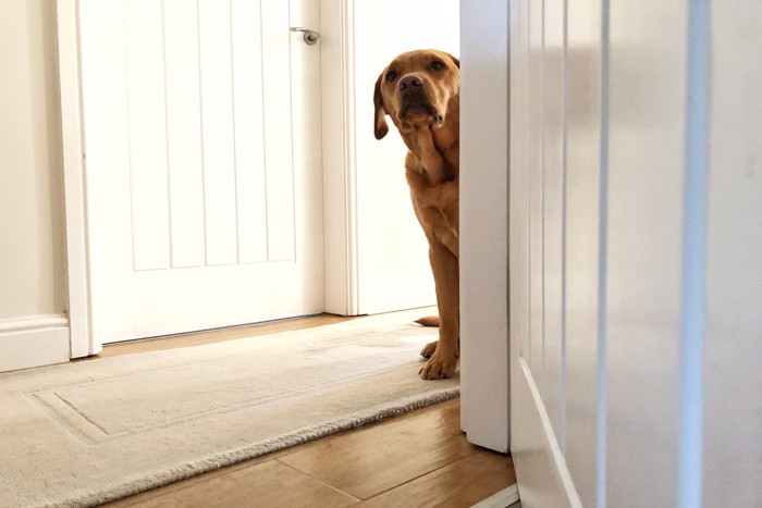 不安気に廊下から様子を伺う犬