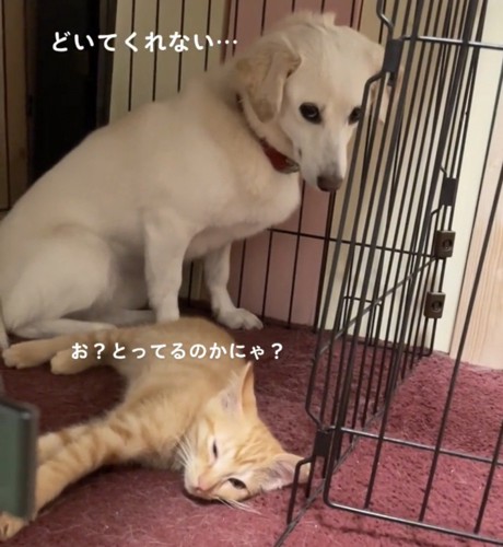 寝転ぶ子猫と犬