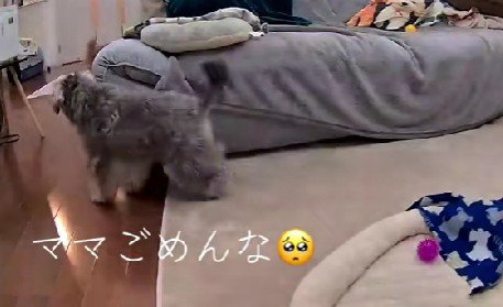 「やっぱり謝ろう！」