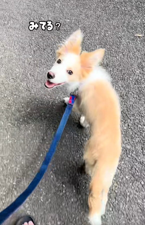 飼い主さんを見るソラくん