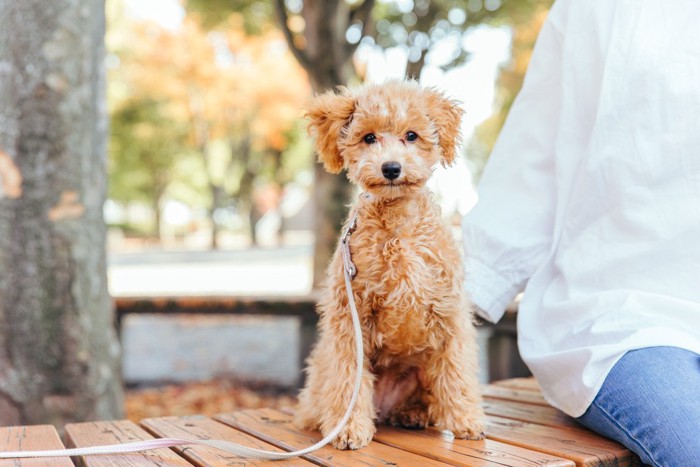 ベンチで休む犬と飼い主