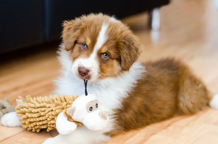 オモチャを口にする子犬