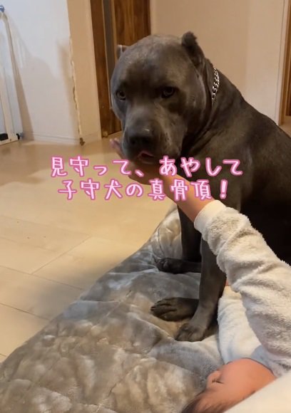 子守犬のハルクくん
