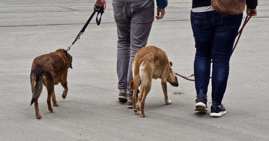 犬を連れて歩く人