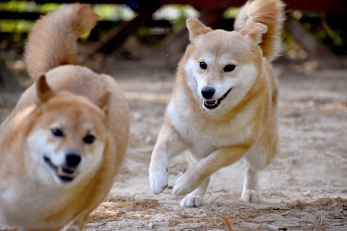 柴犬2匹の追いかけっこ