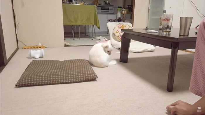 オナラをしてしまったコハクくん2
