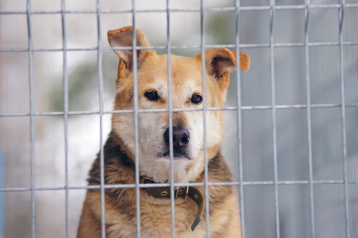 首輪をしたケージの中の犬、折れ耳