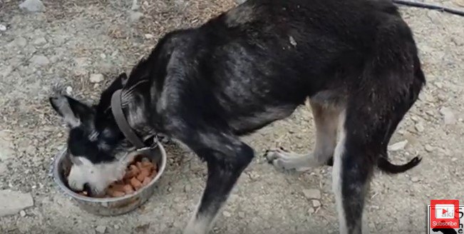 ボウルから食べる犬