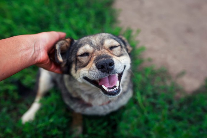 頭を撫でられる犬