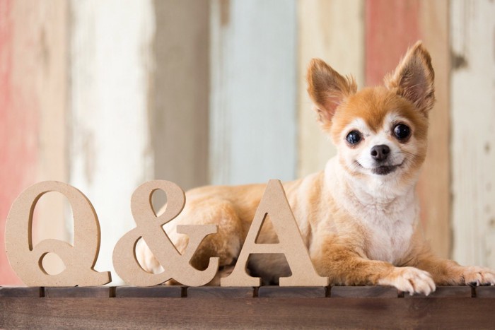 Q＆Aのブロックと犬