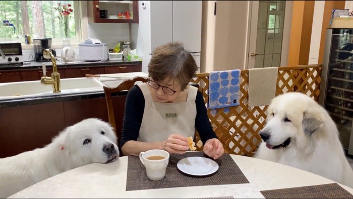 女性の隣にやってきてテーブルに顎を乗せるメスの犬