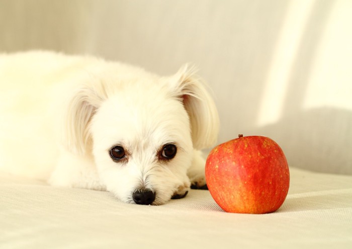 りんごと犬