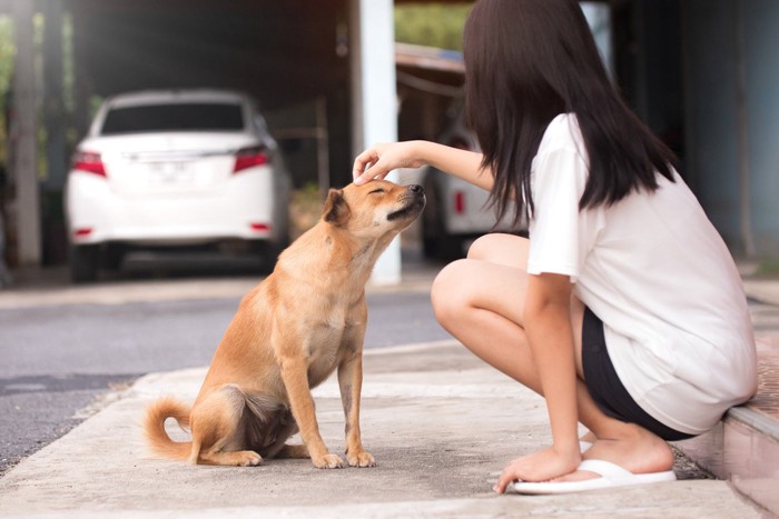 しゃがんで茶の犬の頭を撫でる