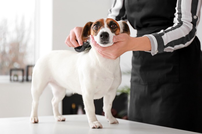 ブラッシングをされている犬