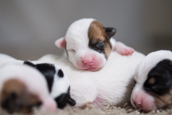 くっつき合って眠る生まれて間もない子犬たち