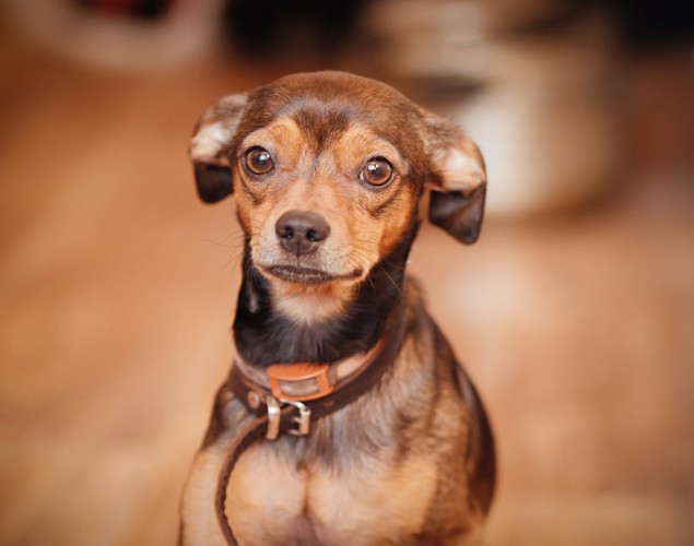 耳を倒してこちらを見つめる犬