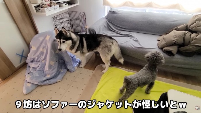 「ジャケットにいる！！」