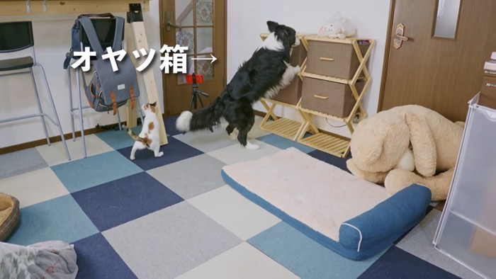 においをかぐ犬と猫