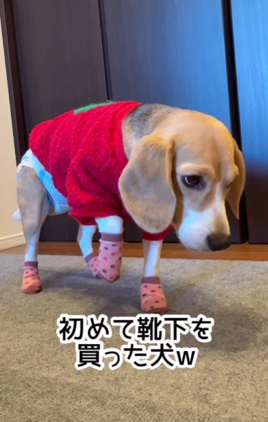 靴下に初挑戦!!