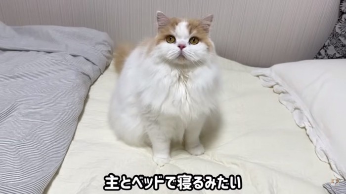 ベッドで寝るレモンさん