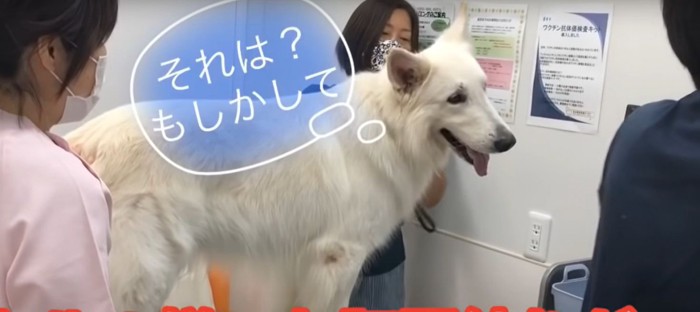 もしかして…という犬