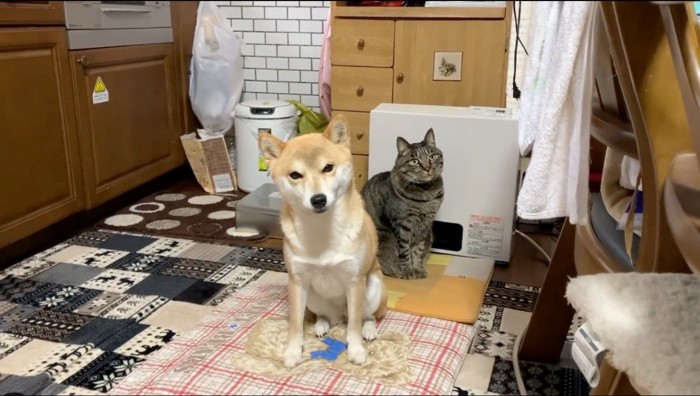 ストーブの前に座る猫と、猫の後ろでカメラを見つめる犬