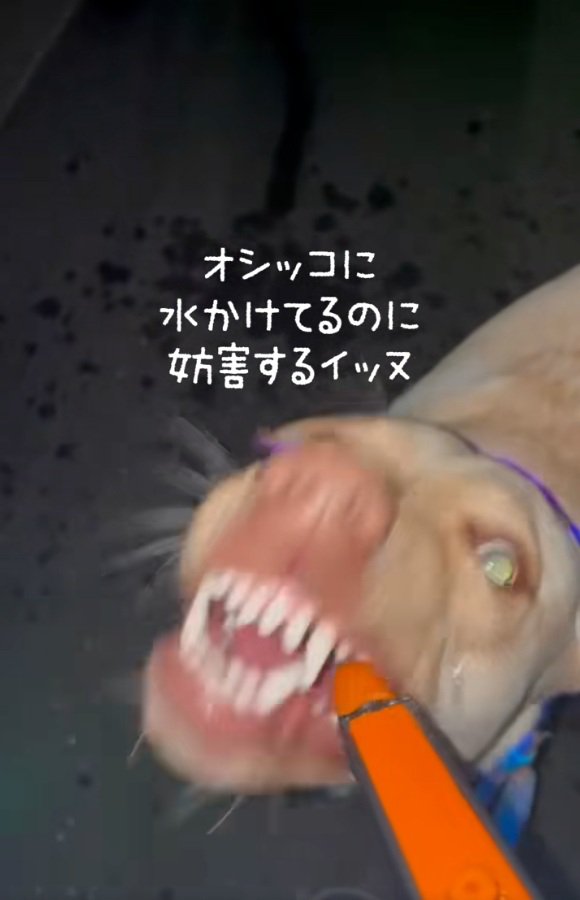 顔がコワイひまわりちゃん