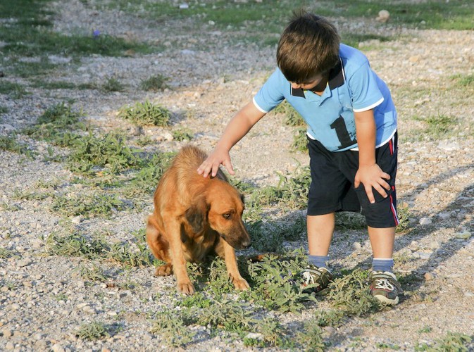 子供に触られるのを怖がる犬