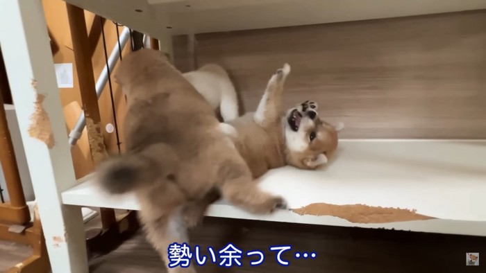 母犬のおもちゃに興味津々の子犬2