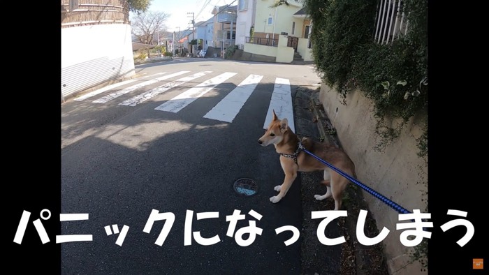 人や車に怯えてパニックになってしまう