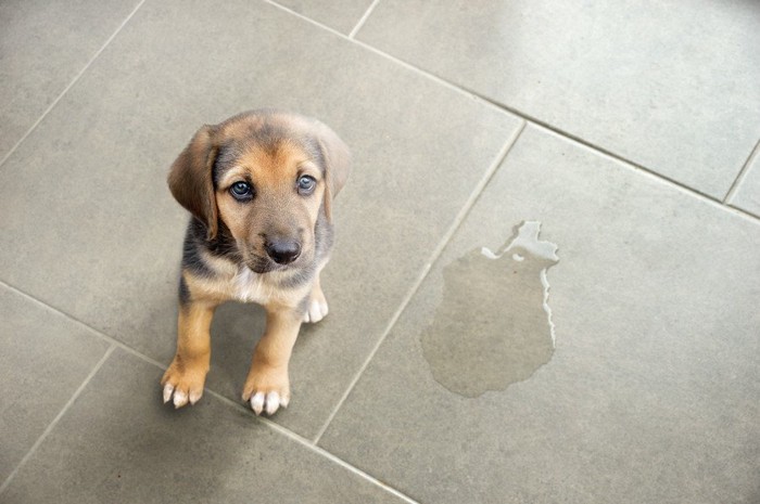 おしっこを粗相した子犬