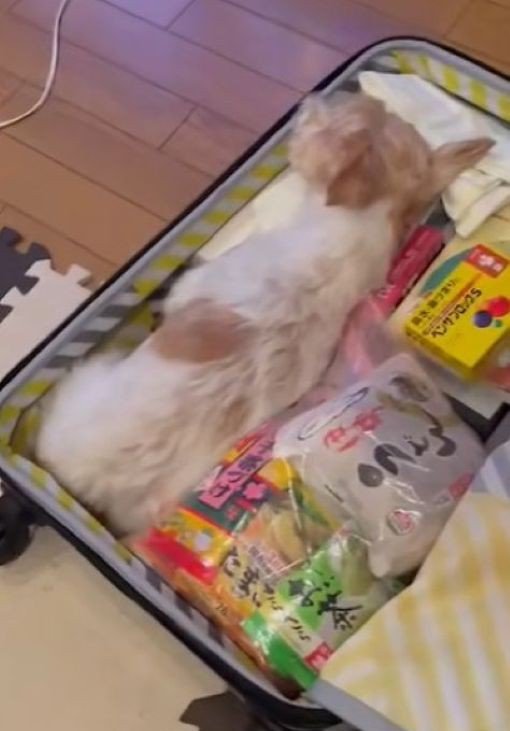 「準備OK！いつでも出発できるよ～」