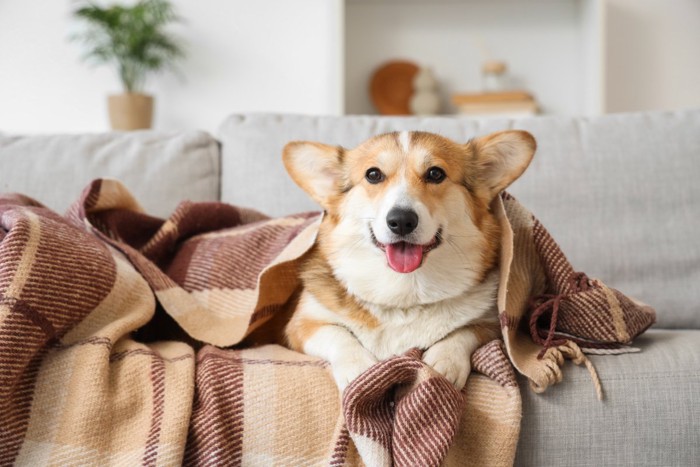 ソファの上で毛布にくるまる犬