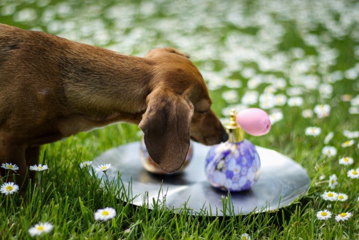 香水の匂いを嗅ぐ犬