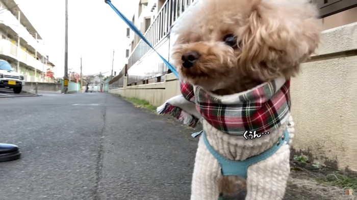 ベージュの犬のアップ