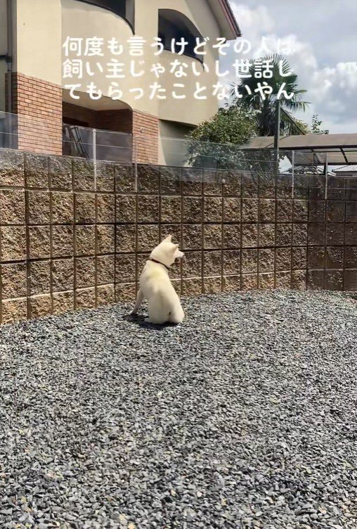 親戚のおじさんを見送るおもちちゃん