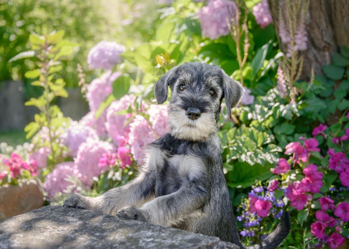植え込みの花の前で立ち上がるスタンダード・シュナウザーの子犬