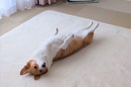 後ろ足