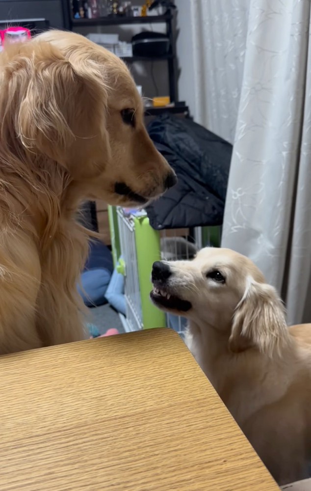 歯を剥き出す子犬