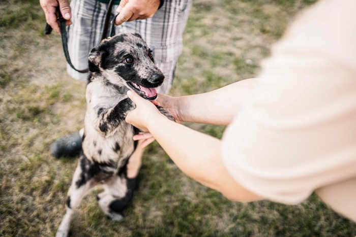 出会った人と両手をつないで立ち上がる犬