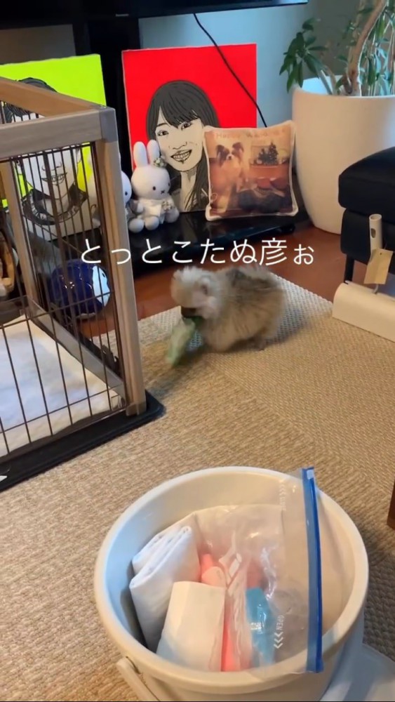 ウェットシートを咥えて部屋の隅に行くポメ赤ちゃん